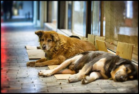 Two stray dogs sleeping on cardboard in Athens, Greece.