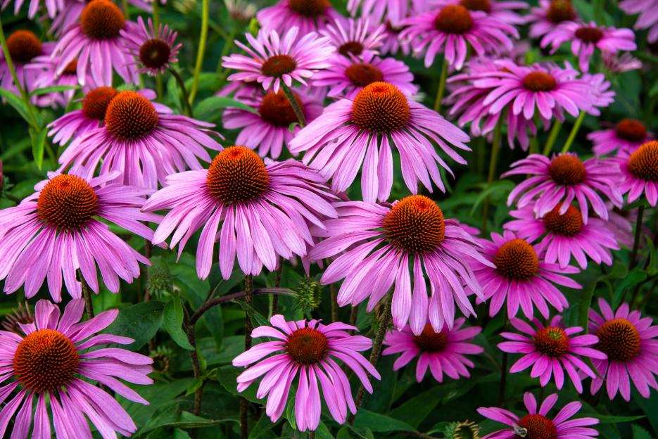 Close-up of bright pink coneflowers.