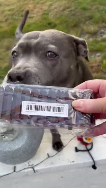 A gray dog looking at a miniature picket fence.