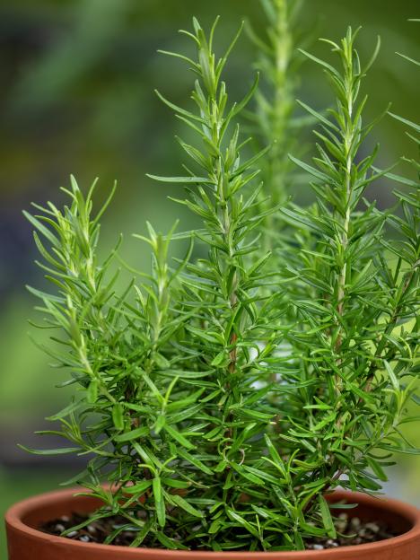 Potted rosemary plant.