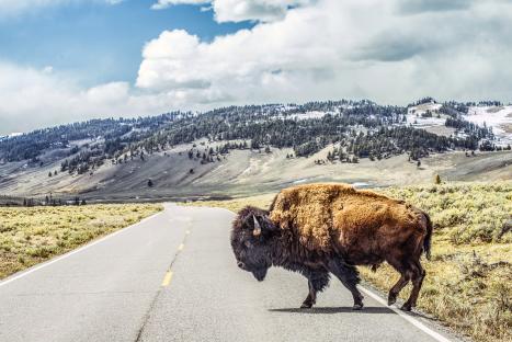 American bison crossing a road in a mountainous area.