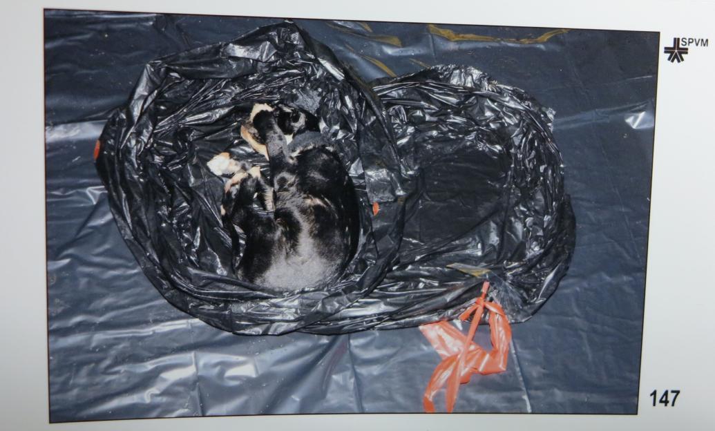 Photo of evidence: a dog inside a black plastic bag.
