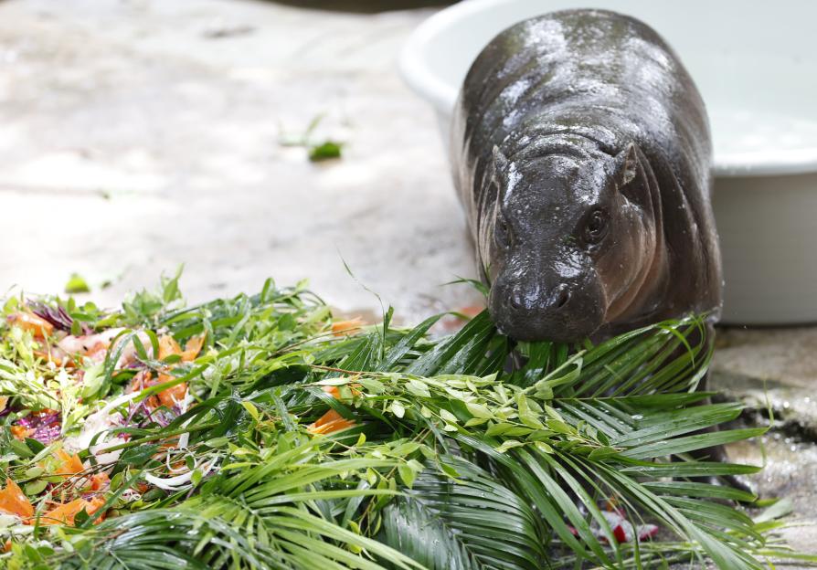Pygmy hippopotamus eating a fruit and plant cake for its first birthday.