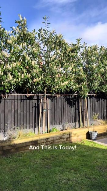 Fast-growing trees planted along a fence.