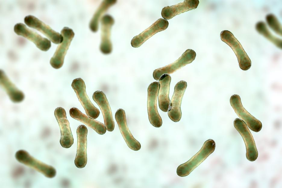 Illustration of Corynebacterium diphtheriae bacteria.
