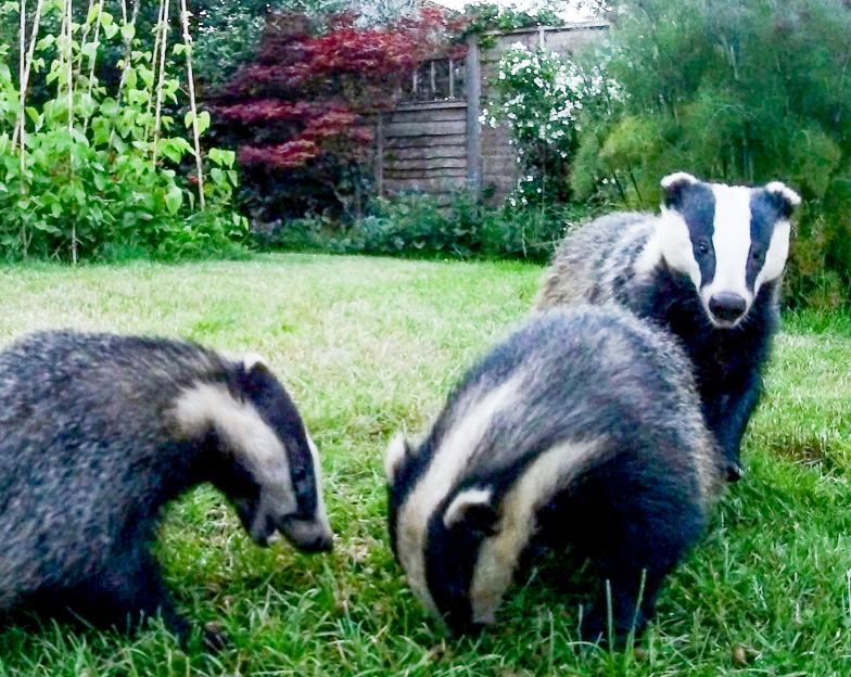 Three badgers in a grassy garden.