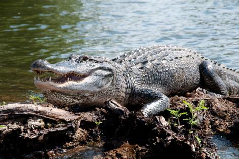 American alligator on a log by the water.