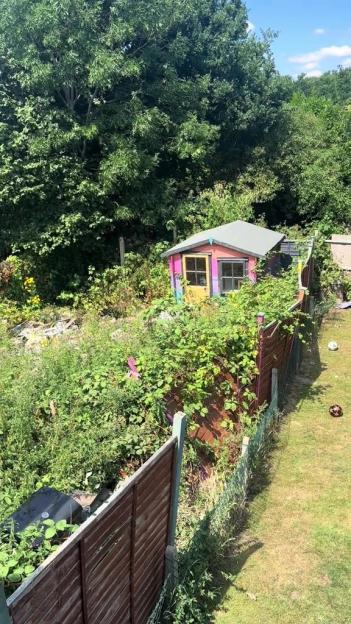 Overgrown garden with shed and fence.