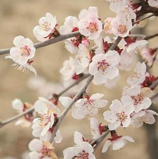 Fuji cherry tree blossoms.