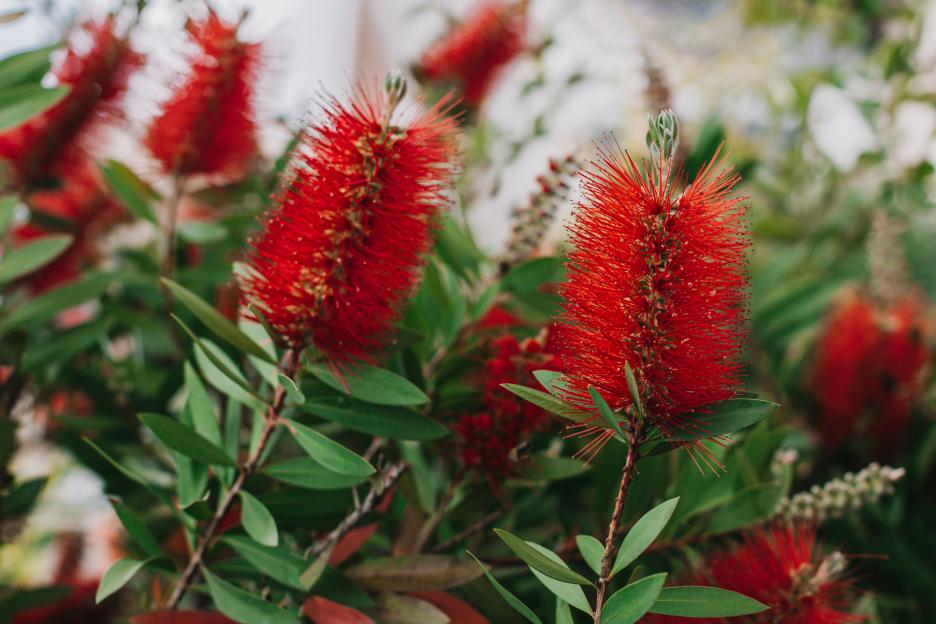 Close-up of red Callistemon flowers.