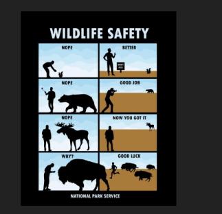 Illustration showing safe and unsafe interactions with wildlife.