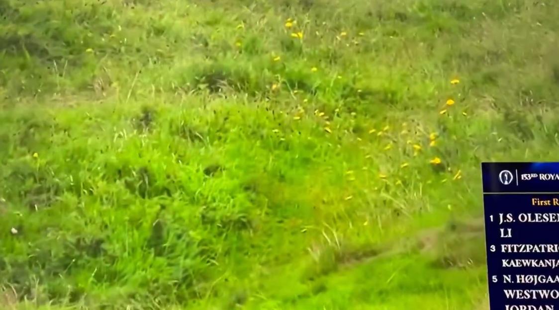Green grass with yellow flowers.