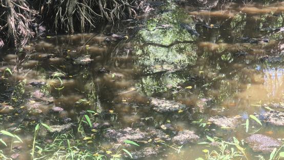 Swamp water reflecting trees and vegetation.