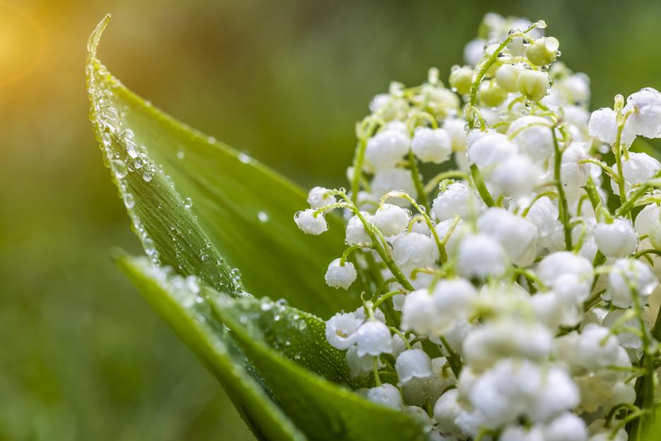 Close-up of lilies of the valley with water droplets.