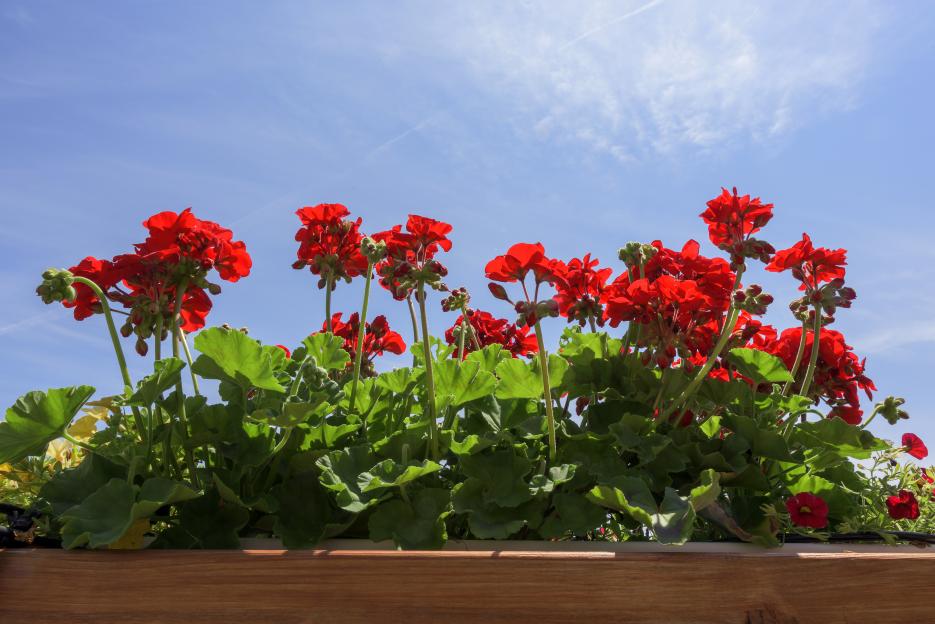 Red geraniums in a wooden planter against a blue sky.
