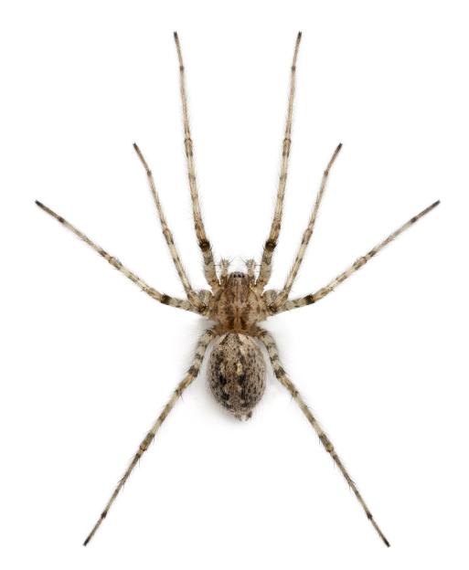 Cardinal spider (Tegenaria parietina) viewed from above.
