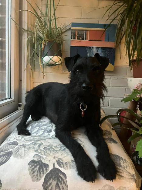 Black dog lying on a floral cushion.