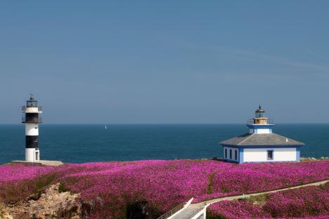 Two lighthouses on a pink flower-covered coast overlooking the ocean.