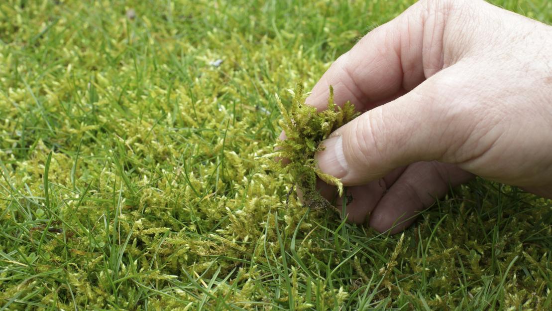 Hand picking moss from grass.