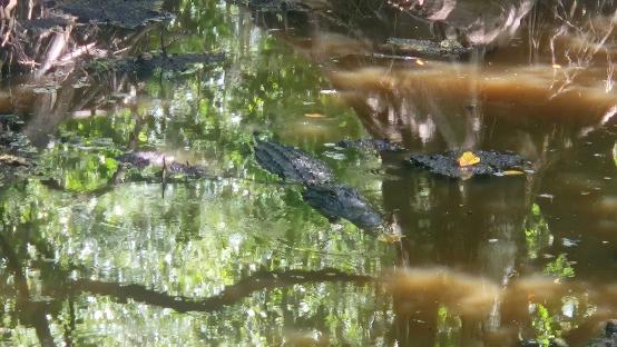 Alligator in swamp water.