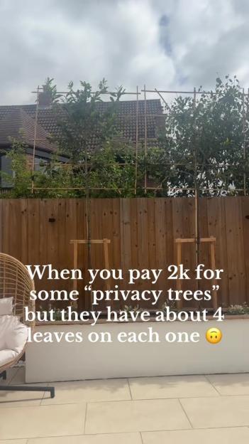 Small trees with few leaves planted in front of a fence.