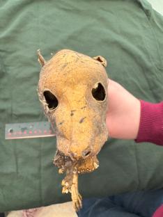 Mummified creature with human-like hands being examined by scientists.
