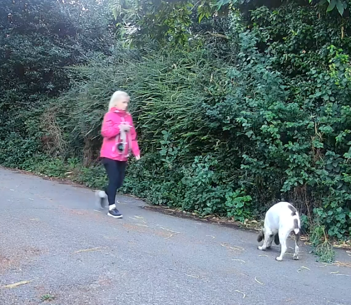 Woman walking a dog on a country lane.