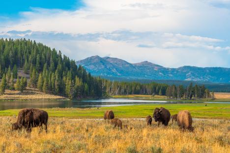 Buffalos grazing in Hayden Valley, Yellowstone National Park.