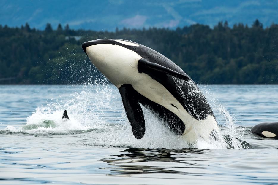 Orca whale leaping from the water.