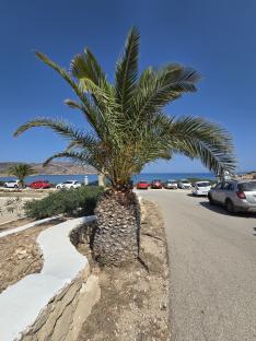 Palm tree near a parking lot overlooking the sea.