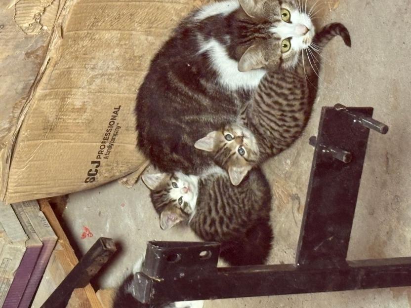 Five tabby kittens found living in a stadium.