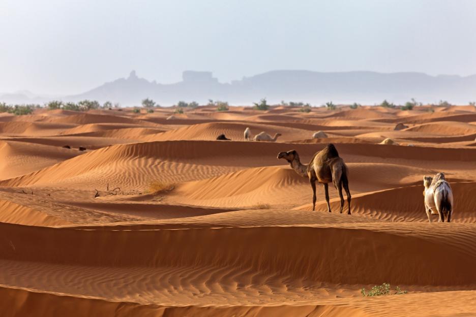 Camels in a Saudi Arabian desert.