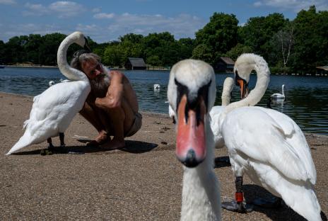 A man hugs swans by a lake in a park.