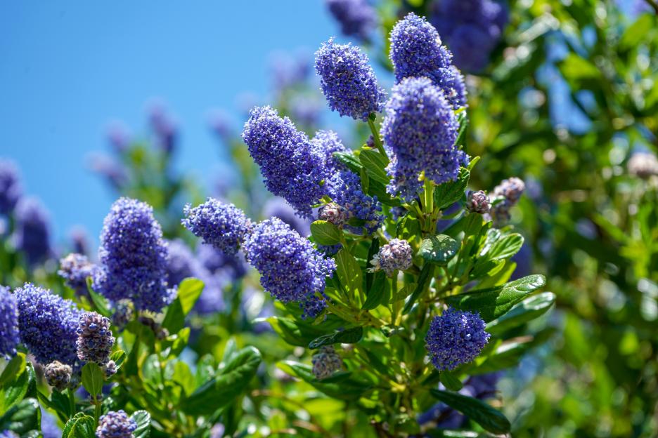 California lilac blossoms in spring.