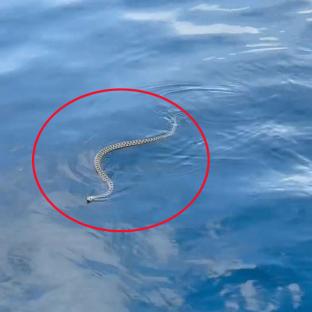 Snake swimming in the water.