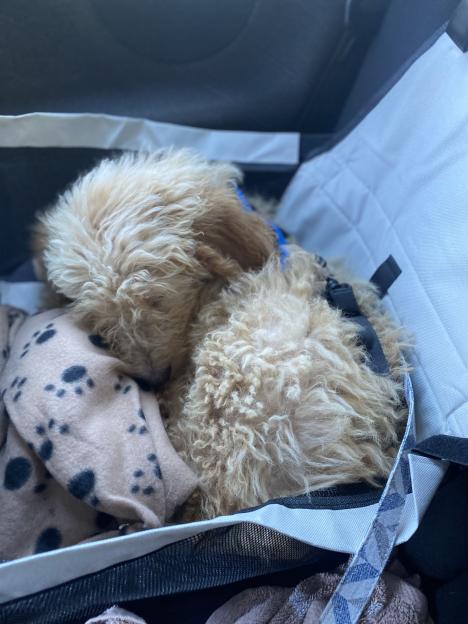 A fluffy, light brown puppy sleeping in a pet carrier.