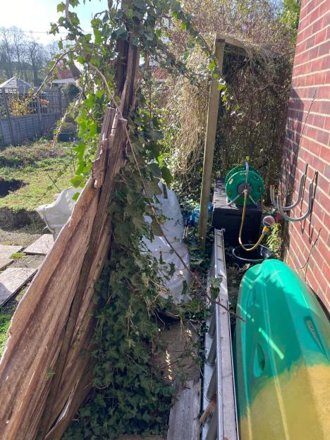Overgrown bushes covering a damaged fence.