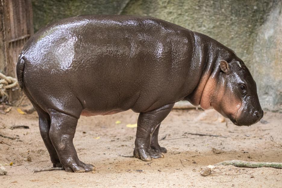 Pygmy hippopotamus standing in an enclosure.