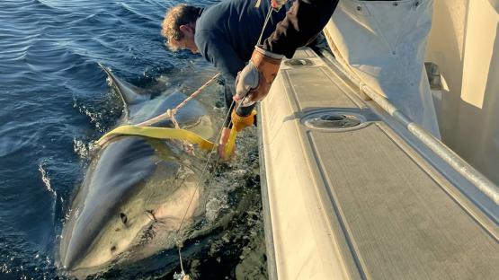Researchers tagging a 14-foot great white shark alongside a boat.