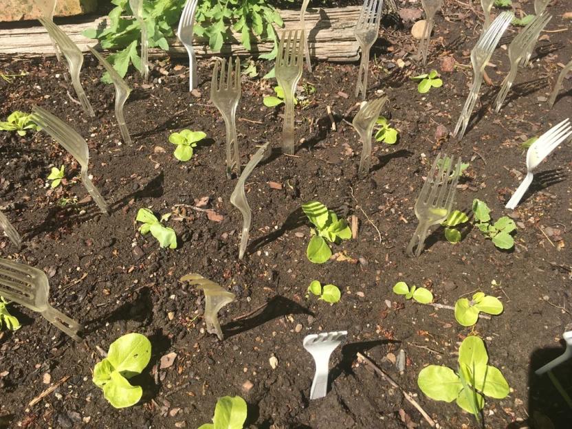 Plastic forks stuck in the ground around young plants to deter pests.