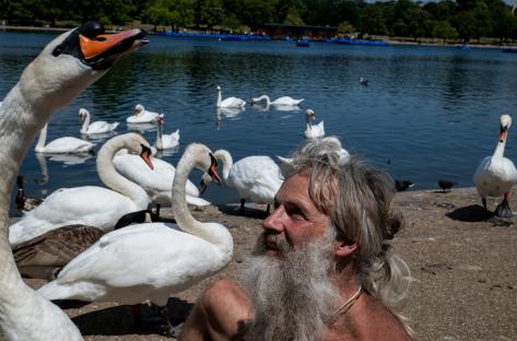 A man sits by a lake surrounded by swans.