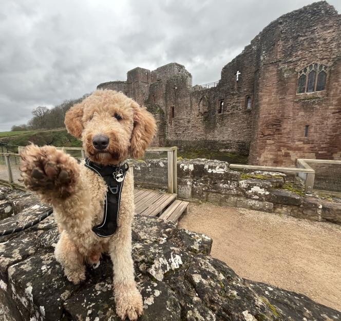 A Bernese Mountain Dog-Cockapoo mix dog, sitting on rocks in front of a castle ruin, raises its paw.