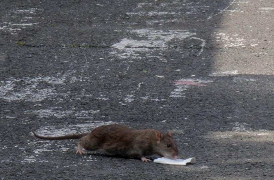 Large rat eating debris on the ground.