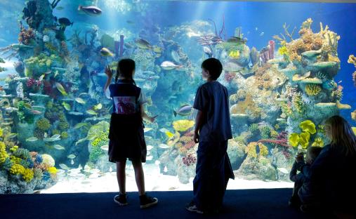 Three children looking at a large aquarium tank filled with colorful fish and coral.