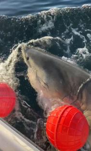 A 14-foot great white shark, nicknamed Contender, near the surface of the water.