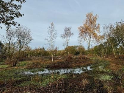 A muddy field with young trees and a small pond.
