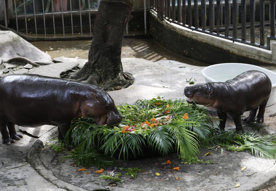 Pygmy hippopotamus mother and baby eating a fruit and plant cake.