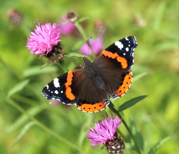 Red Admiral butterfly on purple flower.