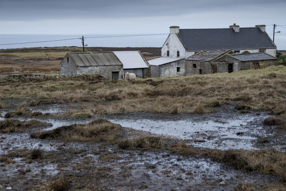 Ruined house and sheep on Tory Island, Ireland.