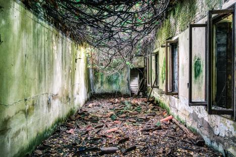 Overgrown, decaying interior of an abandoned building.